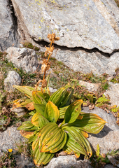 Gentiana lutea