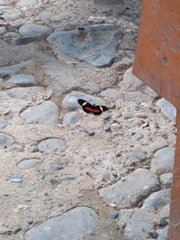 Heliconius clysonymus