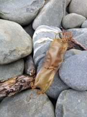 Scyliorhinus stellaris