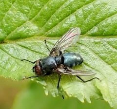 Calliphoridae