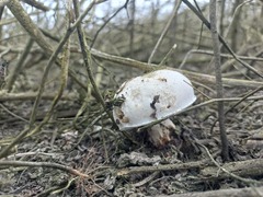 Fungi
