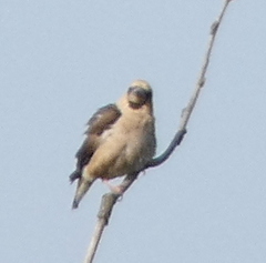 Coccothraustes coccothraustes