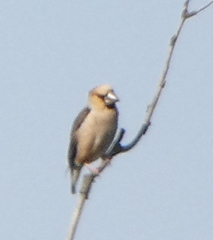 Coccothraustes coccothraustes