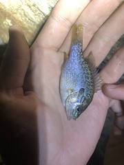 Lepomis megalotis