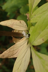 Valeriana officinalis