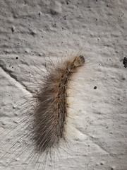 Hyphantria cunea