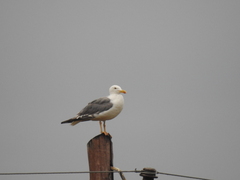 Larus fuscus barabensis