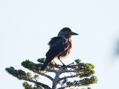 Nucifraga caryocatactes