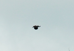 Dryocopus martius