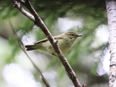 Phylloscopus xanthodryas