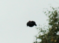 Dryocopus martius