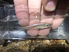 Notropis stramineus