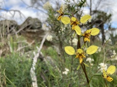 Diuris × palachila