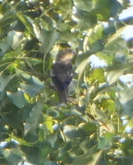 Coccothraustes coccothraustes