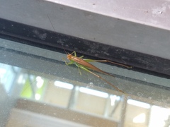 Conocephalus fasciatus