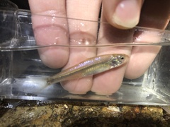 Notropis stramineus