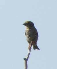 Coccothraustes coccothraustes