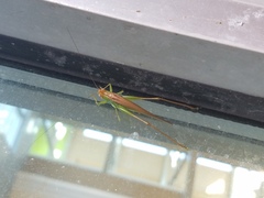 Conocephalus fasciatus
