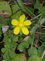 Potentilla simplex