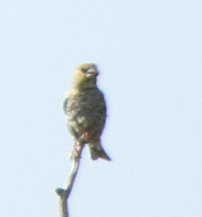 Coccothraustes coccothraustes