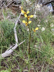 Diuris × palachila