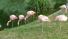 Phoenicopterus