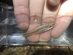 Notropis stramineus