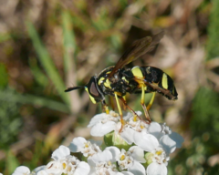 Chrysotoxum bicinctum
