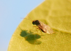 Cynipoidea