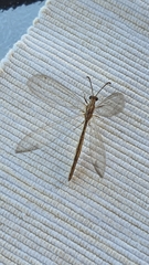Neuroleon arenarius
