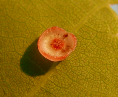 Neuroterus albipes