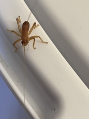 Camptonotus carolinensis