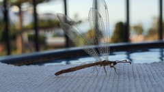 Neuroleon arenarius