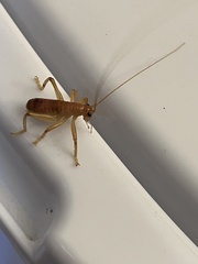 Camptonotus carolinensis