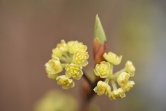 Litsea cubeba
