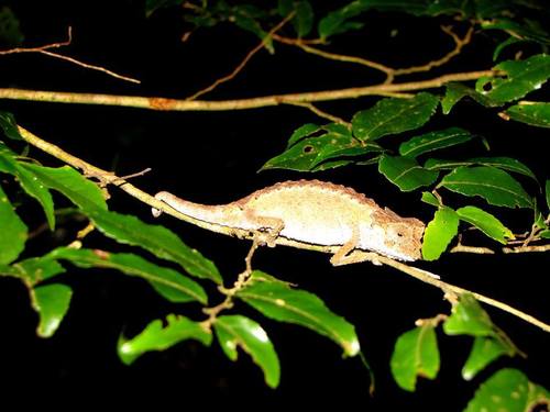 Brookesia antakarana