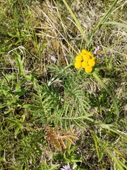 Tanacetum vulgare boreale