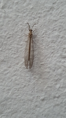 Neuroleon arenarius