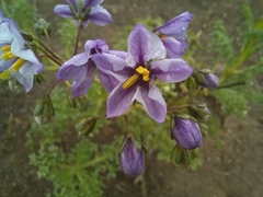 Solanum multifidum