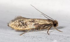 Amydria effrenatella