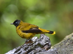 Brachypodius melanocephalos