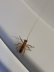 Camptonotus carolinensis