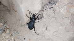 Carabus coriaceus