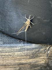 Callibaetis