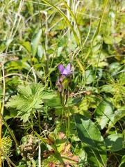 Gentianella auriculata
