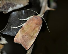 Noctua tertia