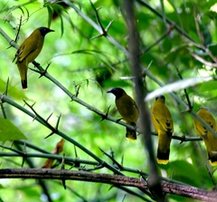 Brachypodius melanocephalos