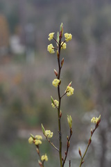Litsea cubeba