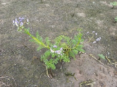 Solanum multifidum