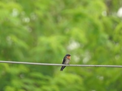 Hirundo tahitica